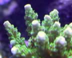 Green Slimer Acropora. Note new growth on tips. Lighter in color than body of Acropora (75kb)