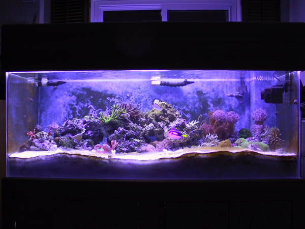 Full tank view