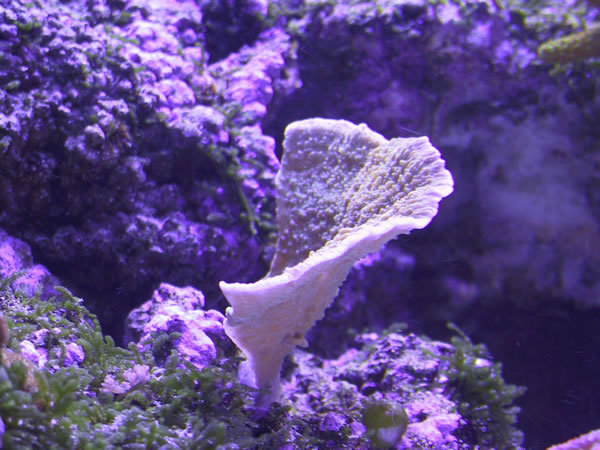 Green with purple edge Montipora capricornis