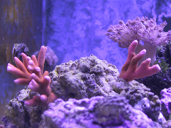 Bright orange Montipora digitata. Rock had nice holes to stick frags into.