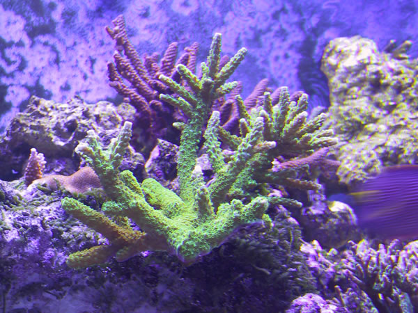 Frag with light purple tips on left is growing well.