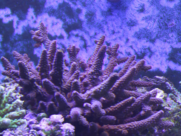 Purple Acropora humilis with light blue polyps.