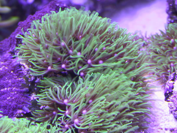 Green star polyps. The scourge!