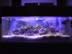 Full tank view (72kb)