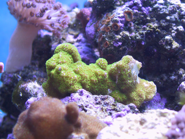 Montipora