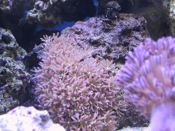 Flowering Star Polyps