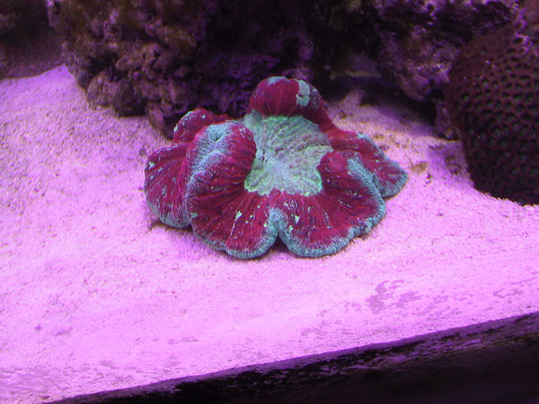 Red Open Brain - looks amazing under VHO lighting