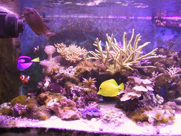 Left shot of tank - hope algae goes away!