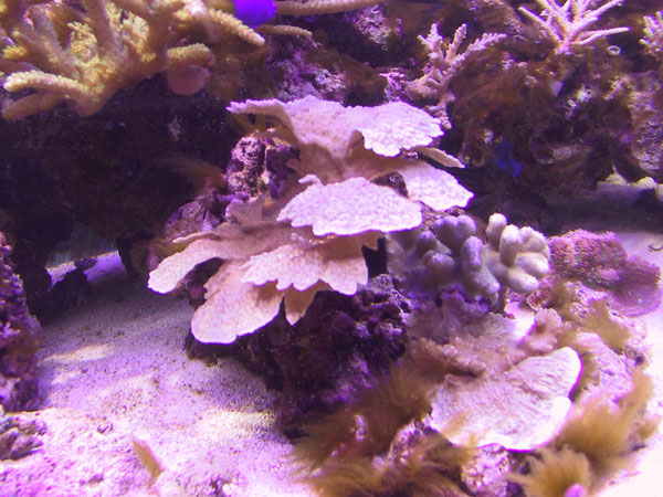 Montipora - interesting terrace structure