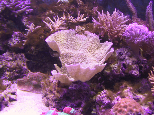 Montipora capricornis with purple rim