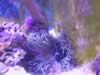 Two cleaner shrimps and anemone (81kb)