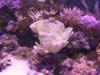 Montipora capricornis with purple rim (95kb)