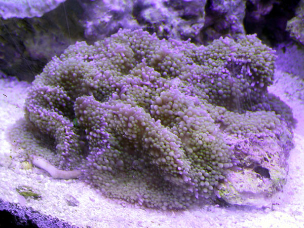 Green Ricordea from Cquarium.com