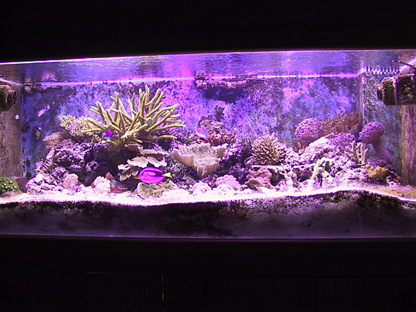 Rearranged tank - most of Xenia now in back right corner