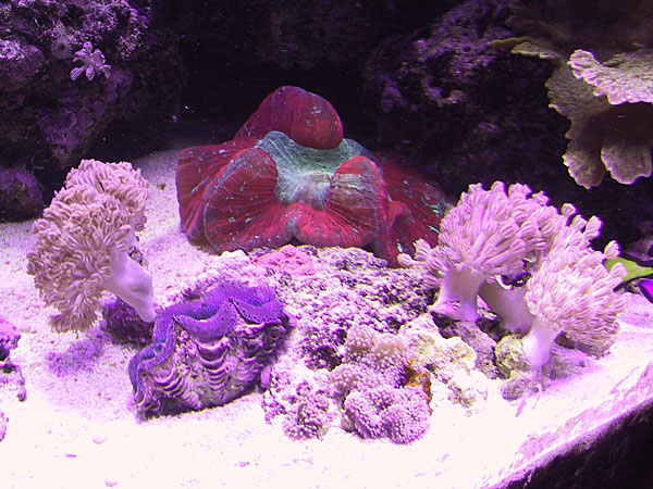 Small white Xenia - doesn't get too big or grow too fast. Also easy to remove from rock. Clam and Red Open Brain Coral