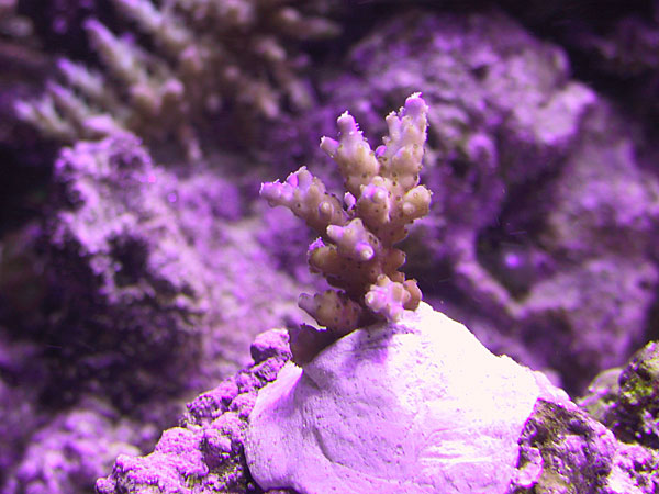 Acropora Valida frag