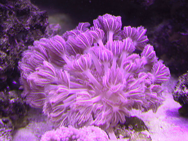 Pom-Pom Xenia with feathery polyps