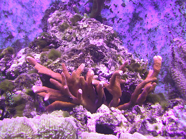 Orange montipora digitata