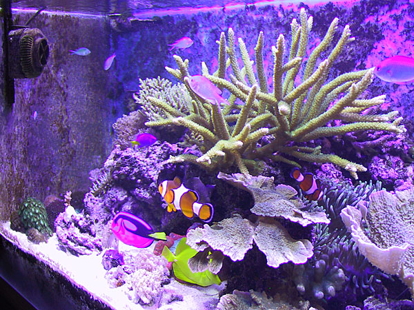 Left side of tank