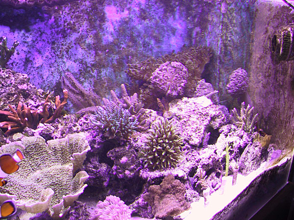 Right side of tank