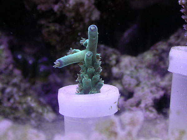 Teal with blue tips frag