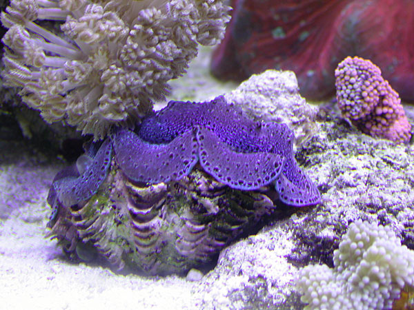 small maxima clam