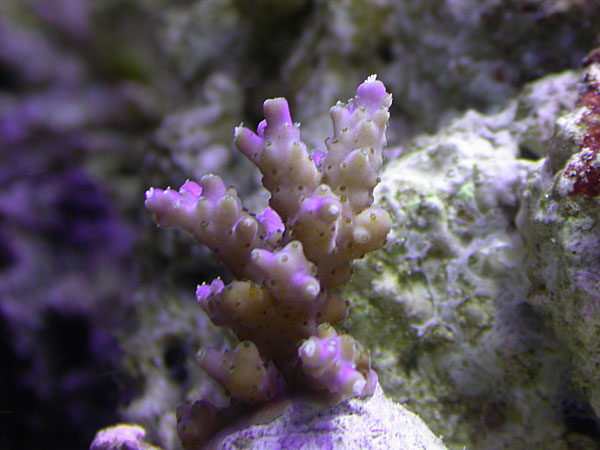 acropora valida