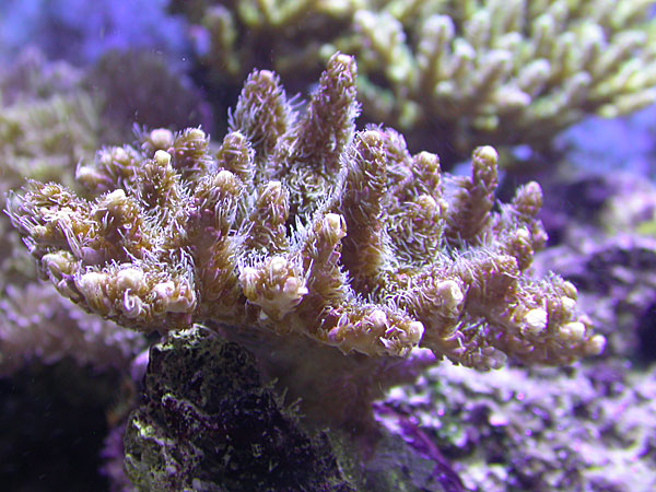 acropora millepora - look at those hairy polyps!