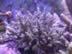 purple with aquamarine polyps (84kb)
