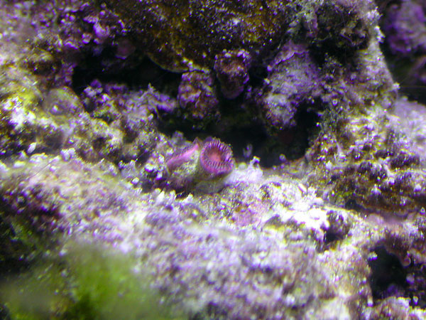 Pink zoanthids from Reefdream