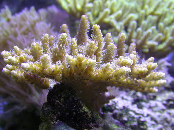 Pink millepora