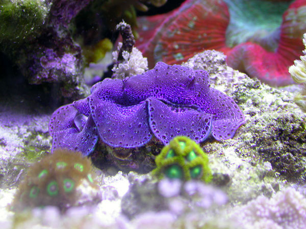 Maxima clam