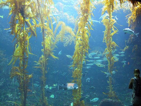 Kelp Panorama tank