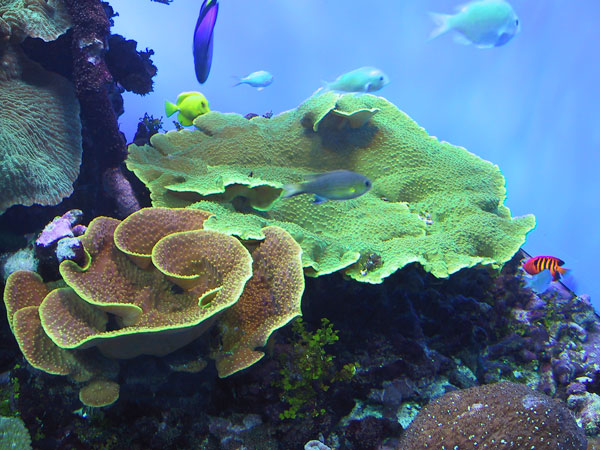 Beautiful Montipora capricornis!