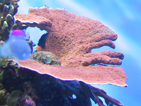 Orange Montipora Capricornis