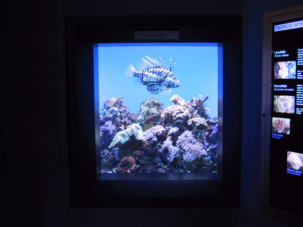 Lionfish