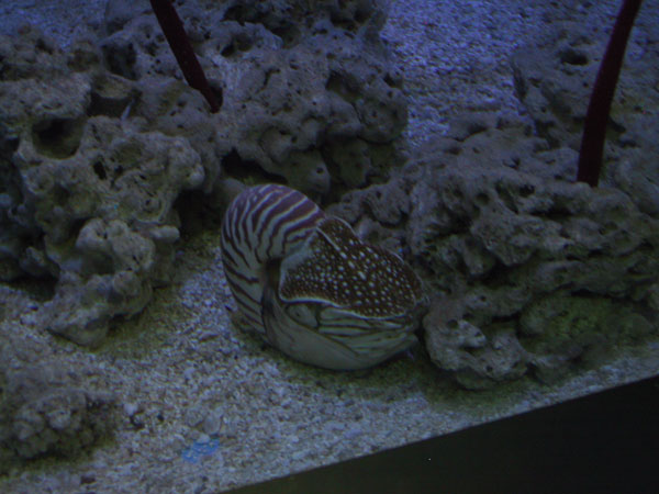 Nautilus in dim light