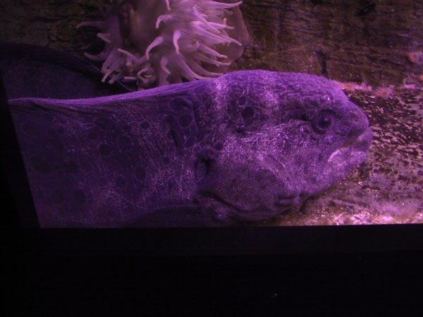 Wolf Eel