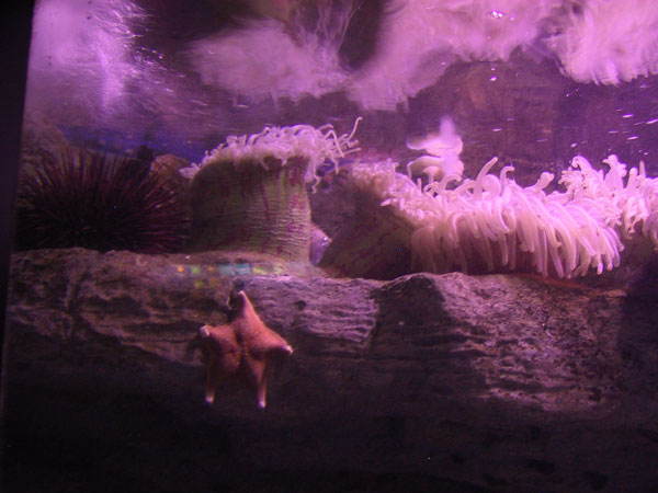 Anemones