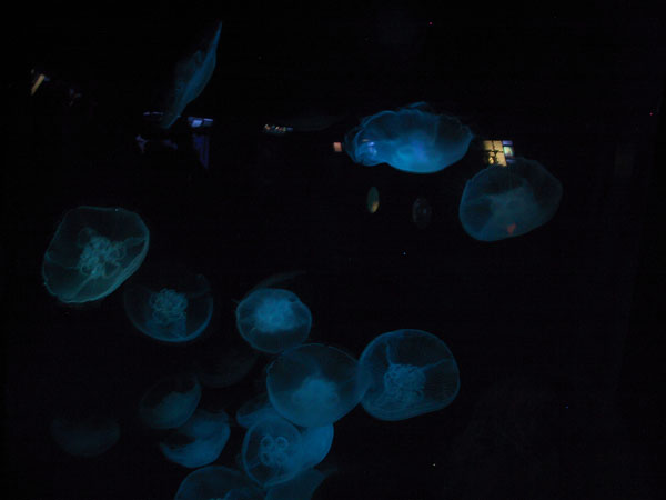 Jellies