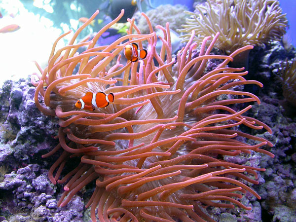 Big Rose Bubble-Tip Anemone