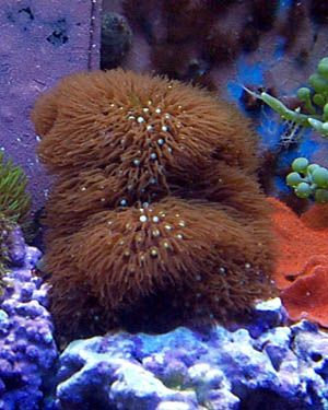 20gbrownstarpolyps