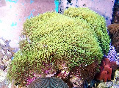 20ggreenstarpolyps