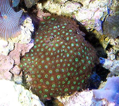 20gsmallgreenbuttonpolyps