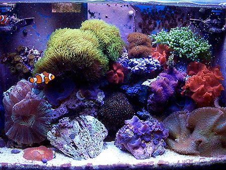 reeftank981126