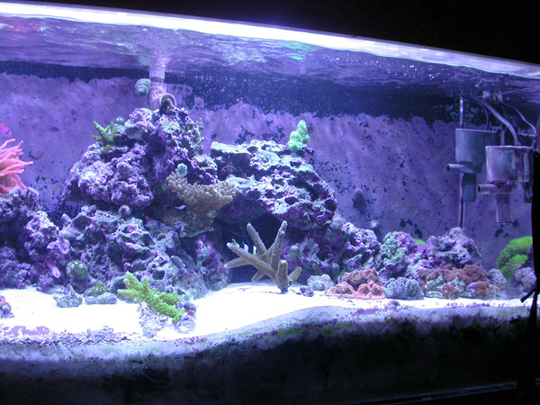 SPS corals ready to grow
