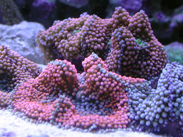 reeftank reef tank 600x450